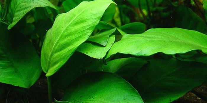 anubias-barteri-var-glabra-low-tech-aquarium-plants-low-tech-planted-tank-low-maintenance-plants-aquaticmag-1277826