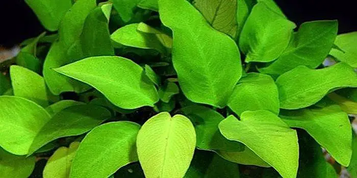 anubias-barteri-var-nana-gold-low-tech-aquarium-plants-low-tech-planted-tank-low-maintenance-plants-aquaticmag-8067473