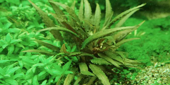 cryptocoryne-becketii-low-tech-aquarium-plants-low-tech-planted-tank-low-maintenance-plants-aquaticmag-8804471