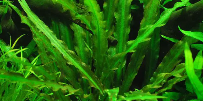 cryptocoryne-spiralis-low-tech-aquarium-plants-low-tech-planted-tank-low-maintenance-plants-aquaticmag-4540752