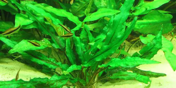 cryptocoryne-wendtii-low-tech-aquarium-plants-low-tech-planted-tank-low-maintenance-plants-aquaticmag-4602862