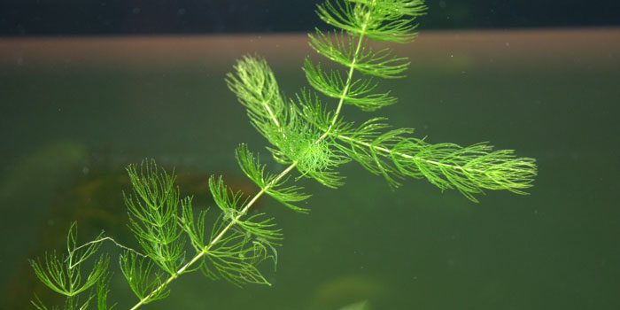 hornwort-ceratophylum-demersum-low-tech-aquarium-plants-low-tech-planted-tank-low-maintenance-plants-aquaticmag-3512483
