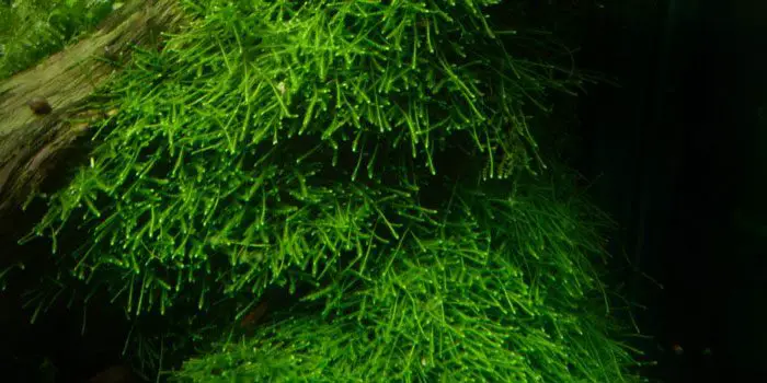 java-moss-vesicularia-dubyana-low-tech-aquarium-plants-low-tech-planted-tank-low-maintenance-plants-aquaticmag-7876983