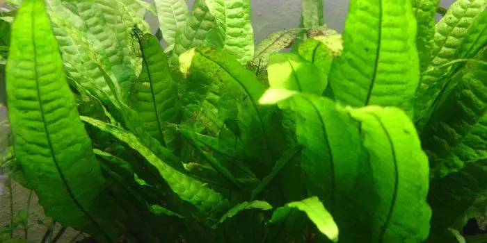 microsorum-pteropus-java-fern-low-tech-aquarium-plants-low-tech-planted-tank-low-maintenance-plants-aquaticmag-1189869