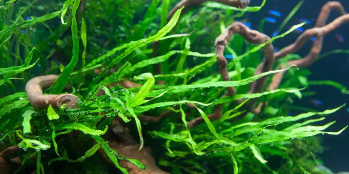 narrow-leaf-java-fern-microsorum-pteropus-v-narrow-leaf-low-tech-aquarium-plants-low-tech-planted-tank-low-maintenance-plants-aquaticmag-8077462