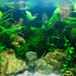 23 Easy To Grow & Low Light Plants For Your Aquarium
