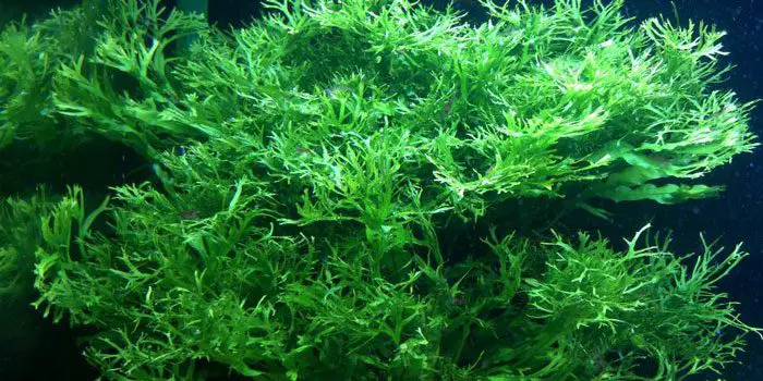 windelov-java-fern-low-tech-aquarium-plants-low-tech-planted-tank-low-maintenance-plants-aquaticmag-9904443