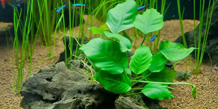 anubias-barteri-v-barteri-low-tech-aquarium-plants-low-tech-planted-tank-low-maintenance-plants-aquaticmag-7361104