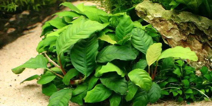 anubias-barteri-var-coffeefolia-low-tech-aquarium-plants-low-tech-planted-tank-low-maintenance-plants-aquaticmag-6587123