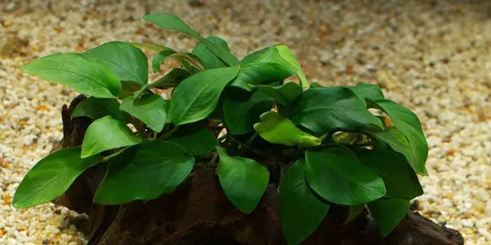 anubias-nana-low-tech-aquarium-plants-low-tech-planted-tank-low-maintenance-plants-aquaticmag-3051372