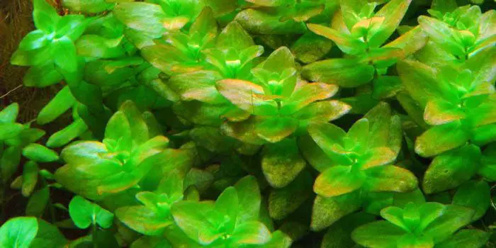 bacopa-caroliniana-low-tech-aquarium-plants-low-tech-planted-tank-low-maintenance-plants-aquaticmag-5650237