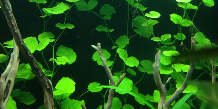 pennywort-low-tech-aquarium-plants-low-tech-planted-tank-low-maintenance-plants-aquaticmag-1056717