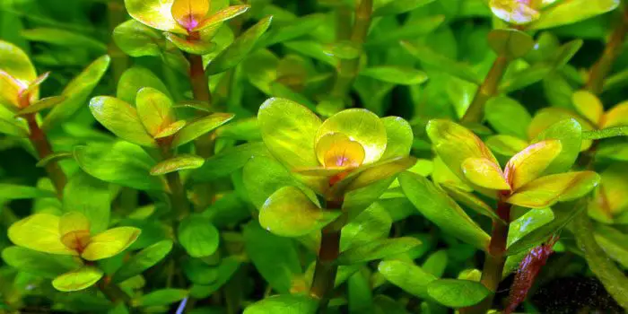 rotala-indica-low-tech-aquarium-plants-low-tech-planted-tank-low-maintenance-plants-aquaticmag-3277264