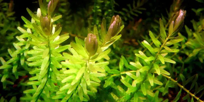 rotala-rotundifolia-low-tech-aquarium-plants-low-tech-planted-tank-low-maintenance-plants-aquaticmag-6261894