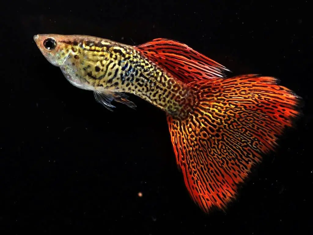 Fancy Guppy Information - Memfish dot net