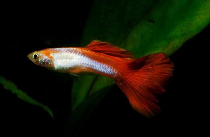 poecilia-reticulata-fancy-guppy-information-and-wiki-fancy-tail-guppy-for-sale-and-where-to-buy-aquaticmag-3-3847722