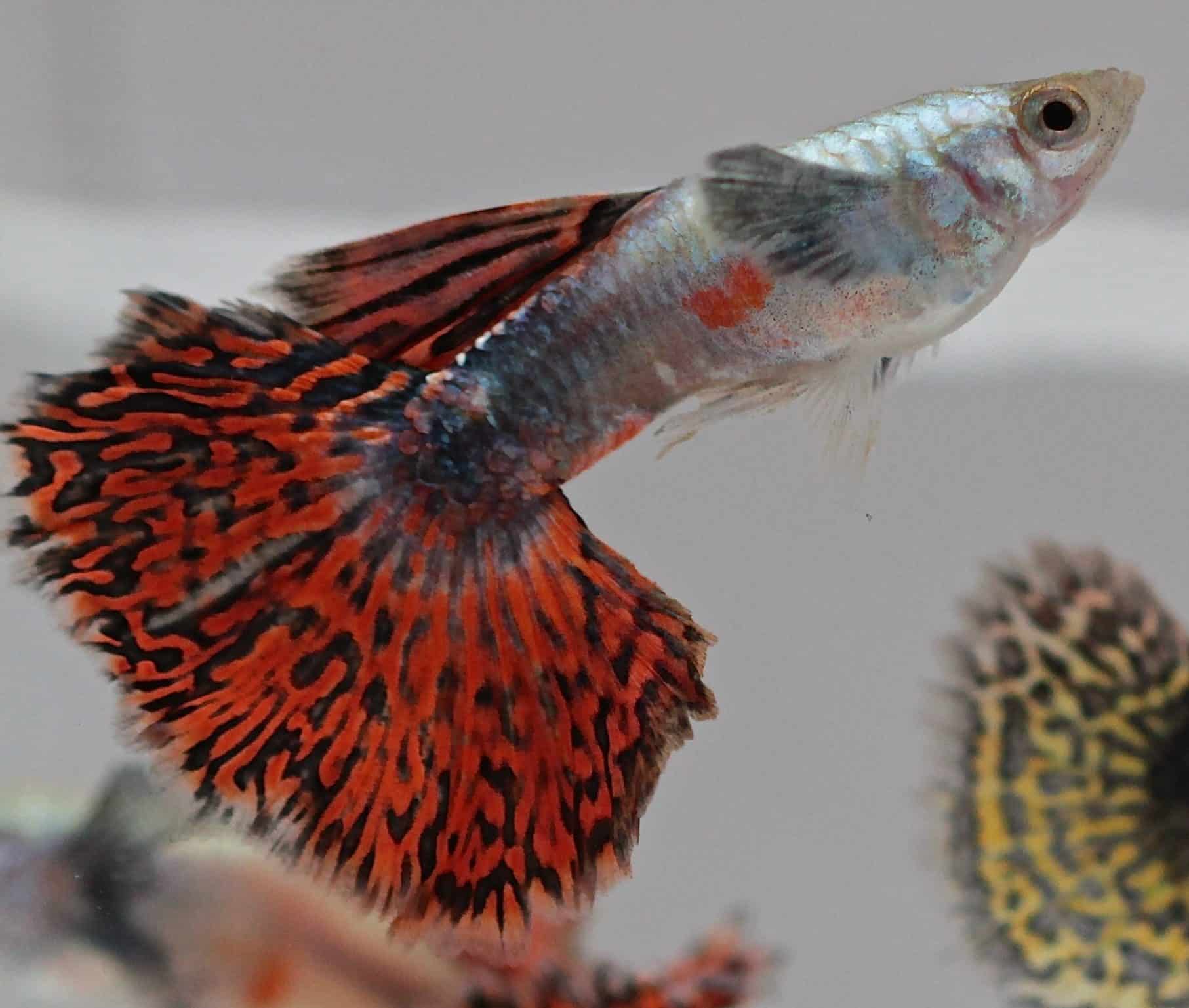 Fancy Guppy Information - Memfish dot net