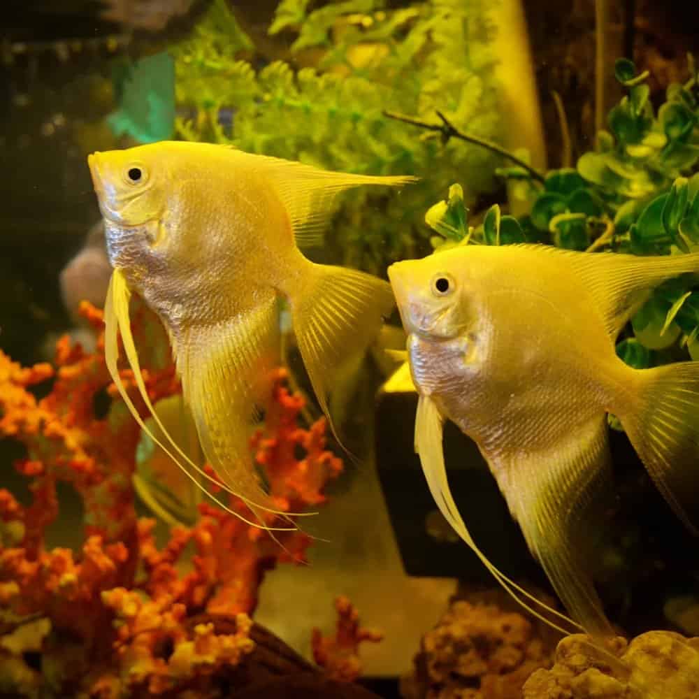 Two angelfish in a freshwater fish tank