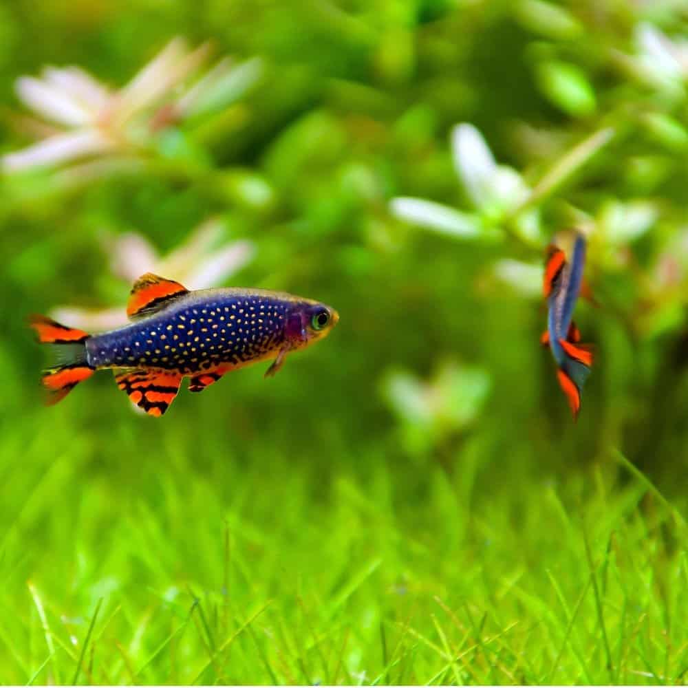 A pair of celestial pearl danios in a freshwater aquarium