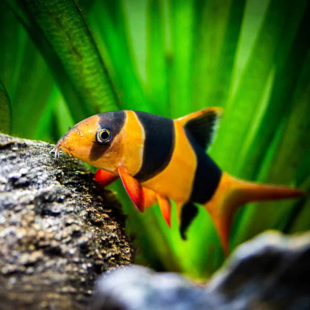 A clown loach looking for food on a rock in a freshwater fish tank
