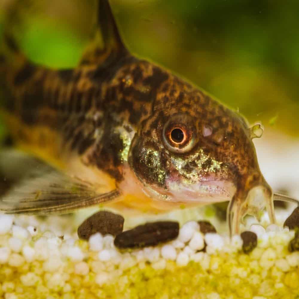 A corydoras catfish lying on gravel at the base of a freshwater fish tank