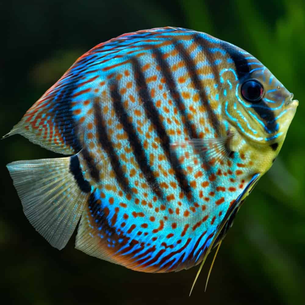 A brightly colored discus fish