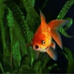 Are goldfish freshwater fish?