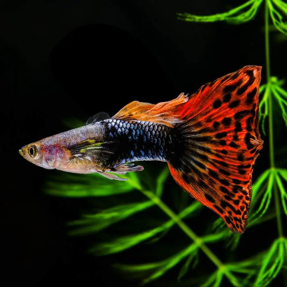 A male guppy with an orange-red tail with black spots