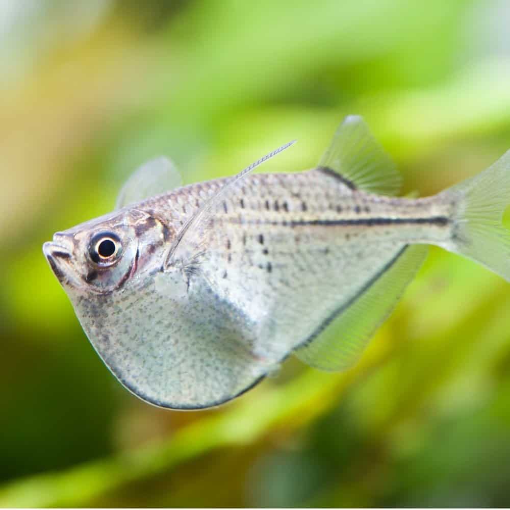 A silver hatchet fish