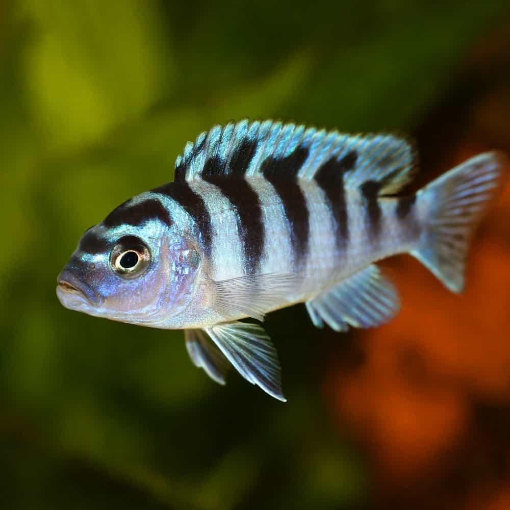 A kenyi cichlid with silver and black zebra markings