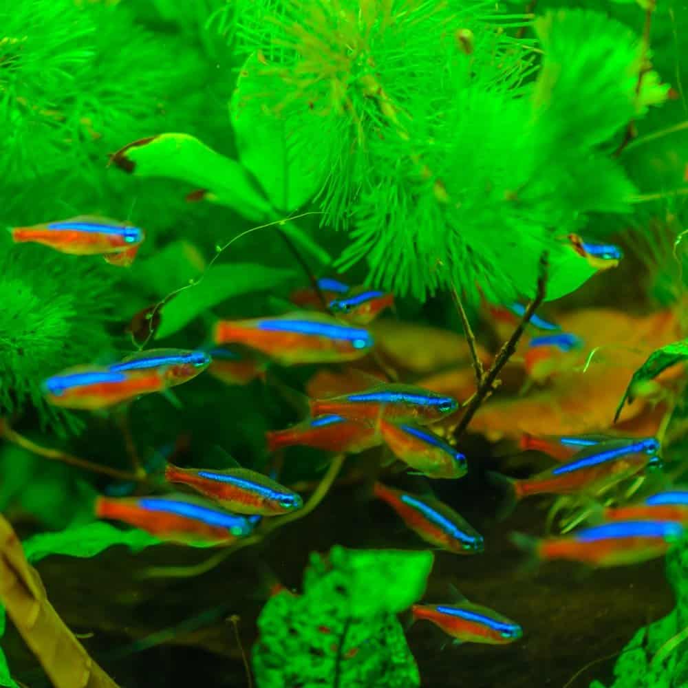 A school of neon tetras with their distinctive blue and red neon coloring