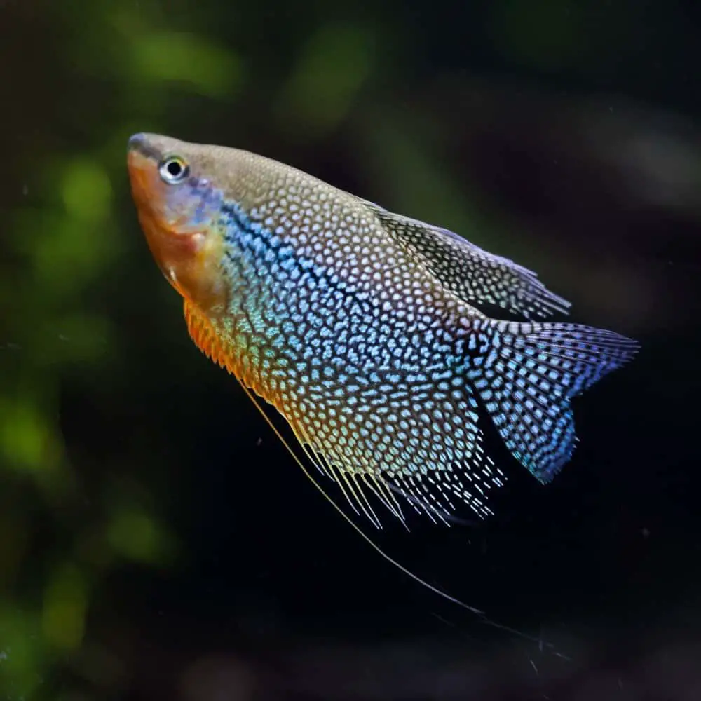 A pearl gourami on a dark background