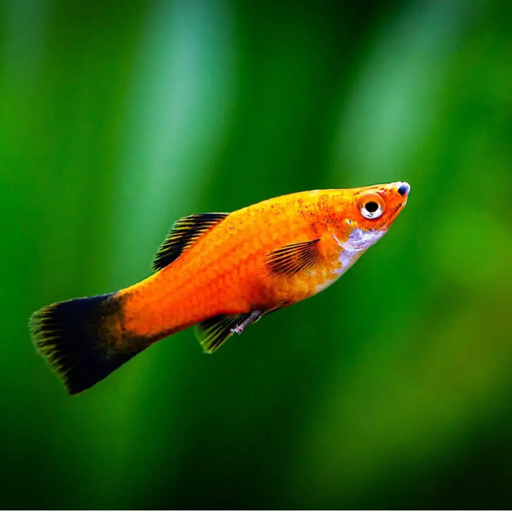 A platy with an orange body and dark fins