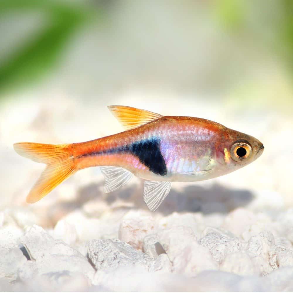 A rasbora, one of the most popular types of freshwater fish