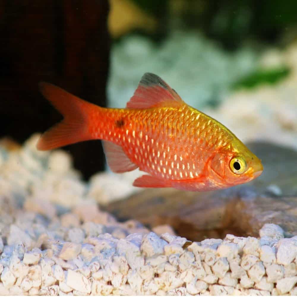 A rosy barb in a freshwater aquarium