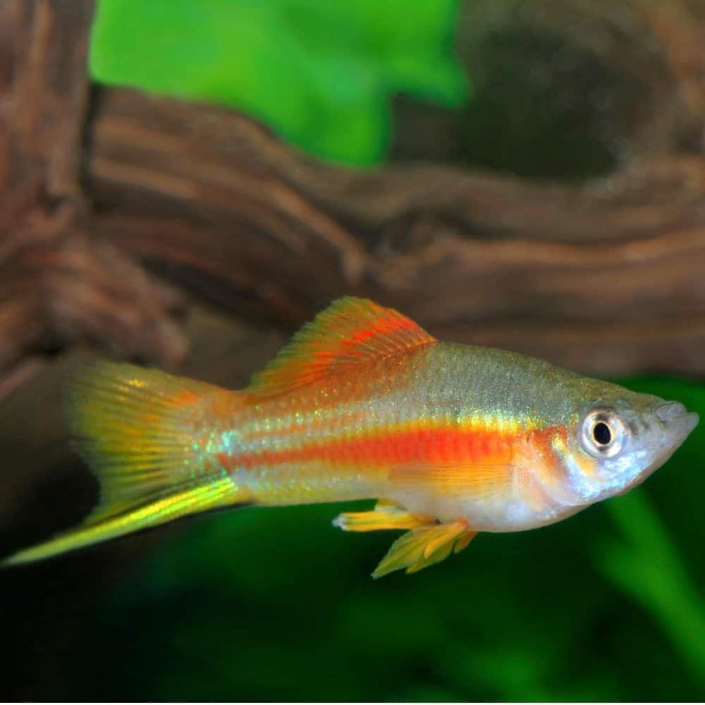 A swordtail fish with its pointed sword-like tail