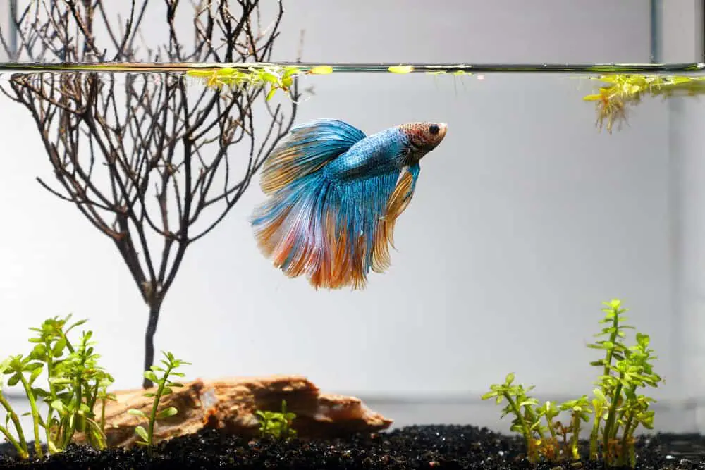 A betta fish in a 5 gallon fish tank