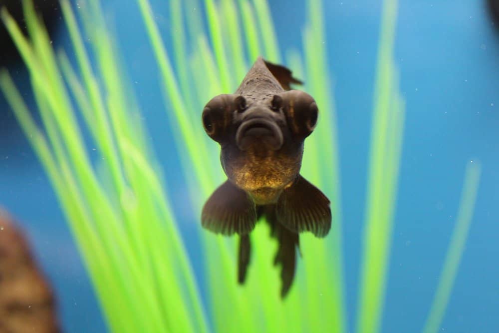 A black moor goldfish