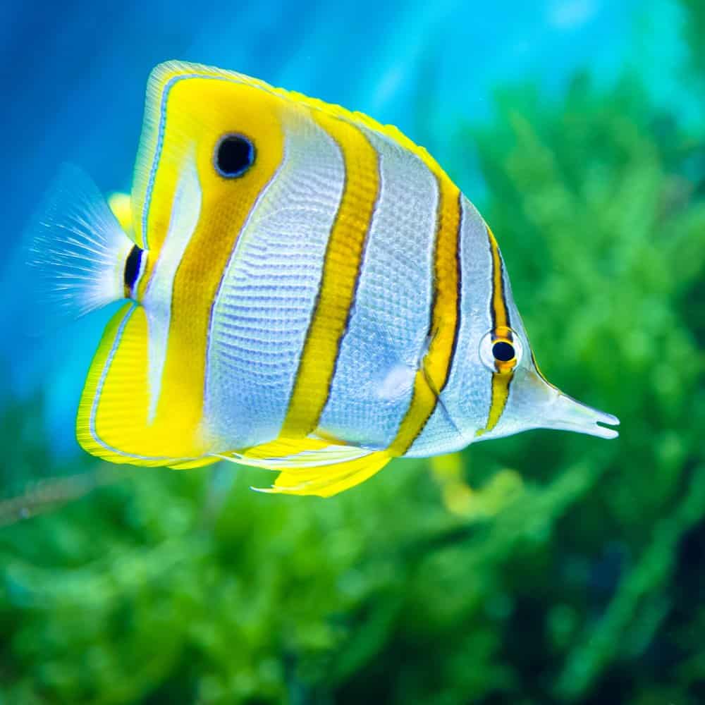 The butterfly fish is a popular type of saltwater fish