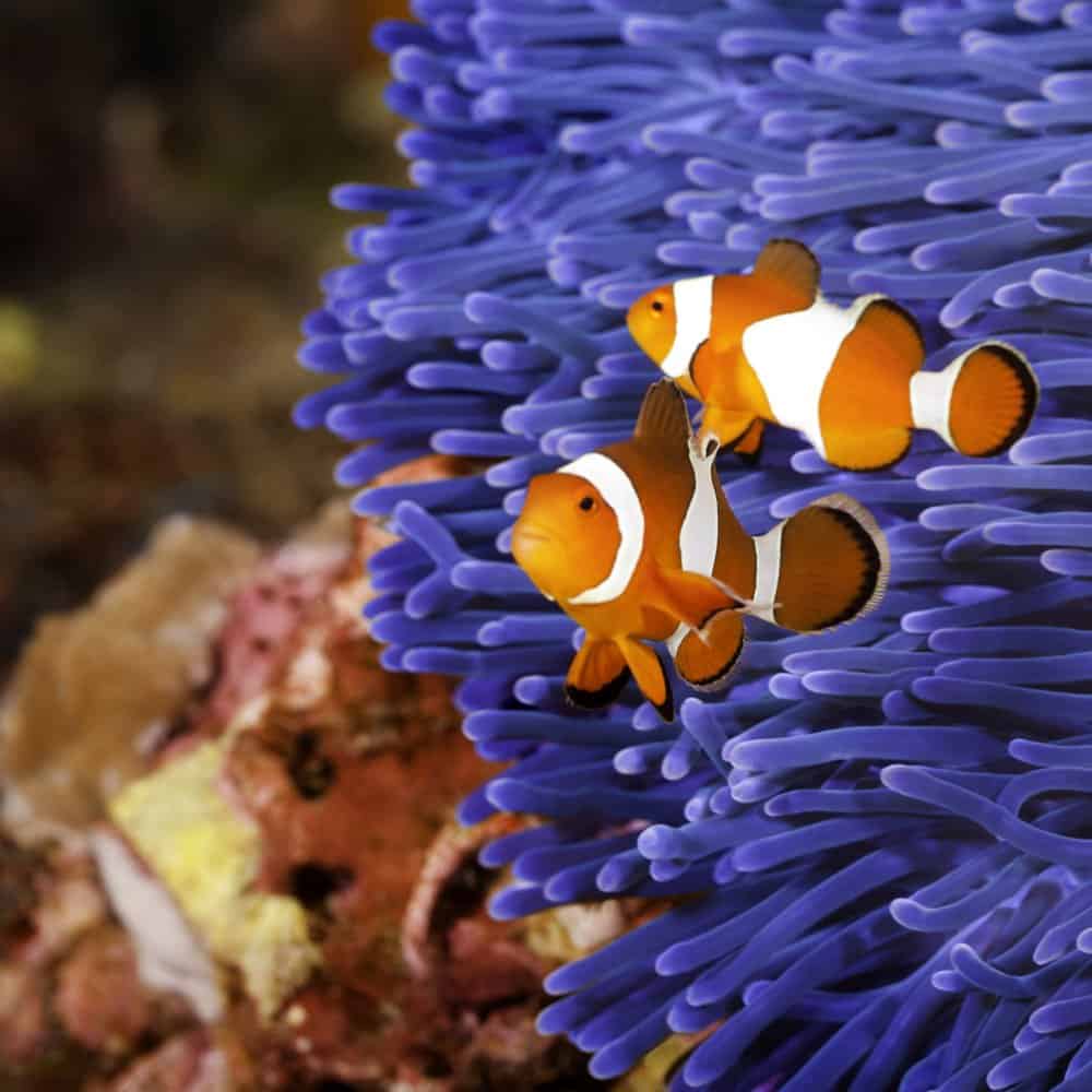 Two clownfish defend their anemone home