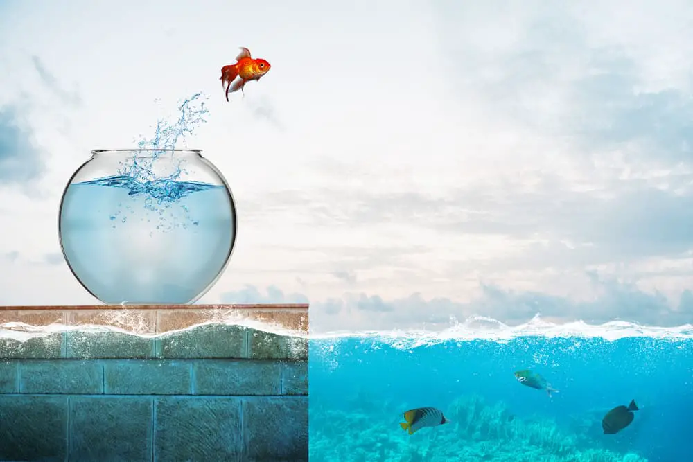 Are goldfish freshwater fish? Yes, they are. This image shows a goldfish jumping into the ocean, where it wouldn't survive long due to the saltiness of the water