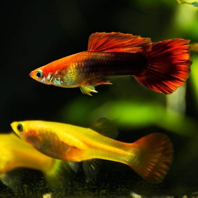 A male guppy with some females in the background