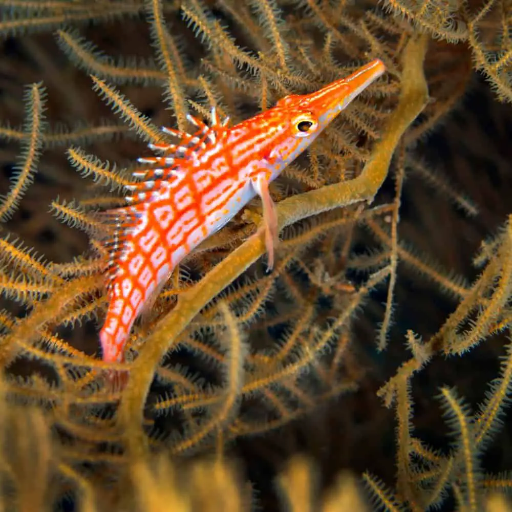 A hawkfish