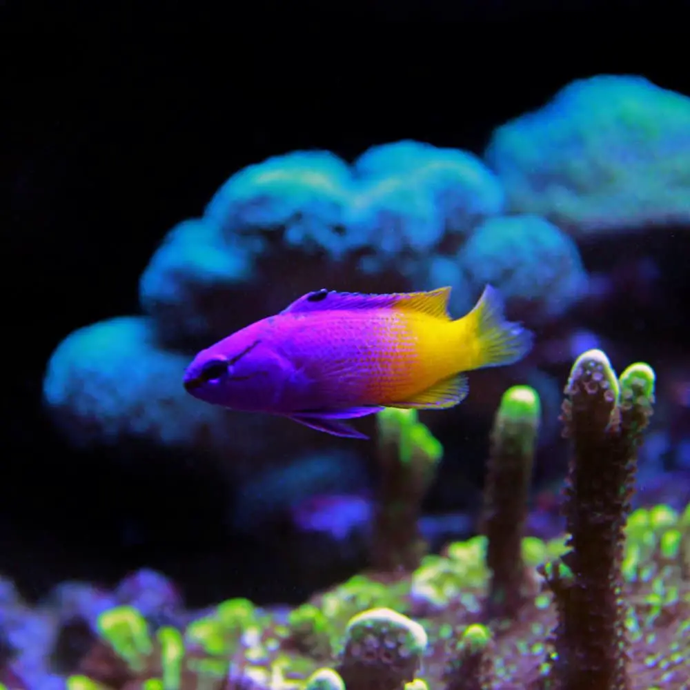 A Royal Gramma Basslet, or Fairy Basslet, which is our choice for best saltwater fish for beginners
