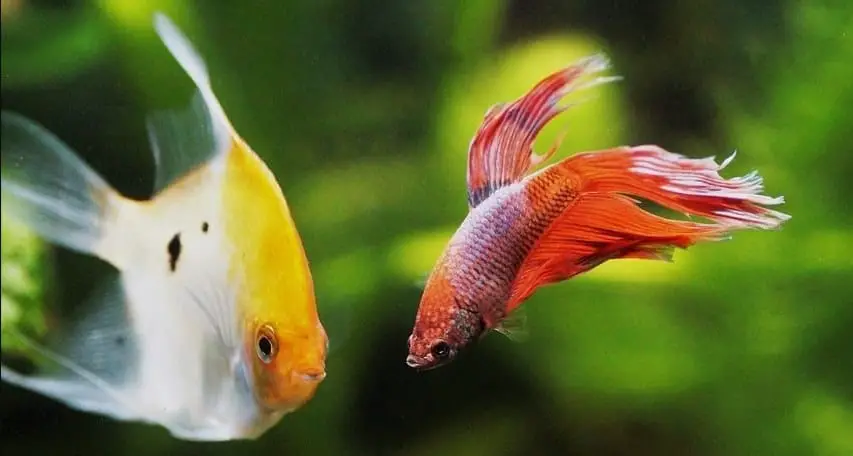Can Betta Fish Live with Angelfish?