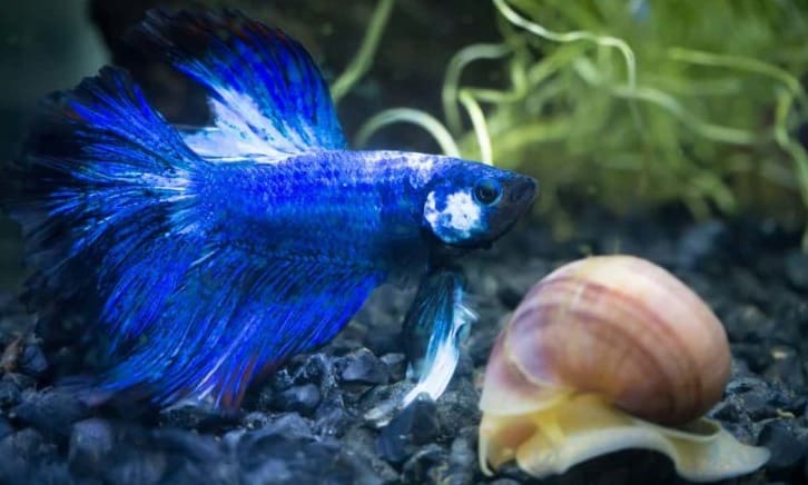 Can Betta Fish Live with Snails?