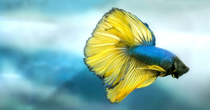 Can Betta Fish Eat Bloodworms?