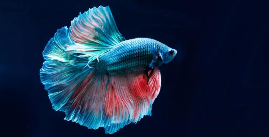 Can Betta Fish Live in Cold Water?