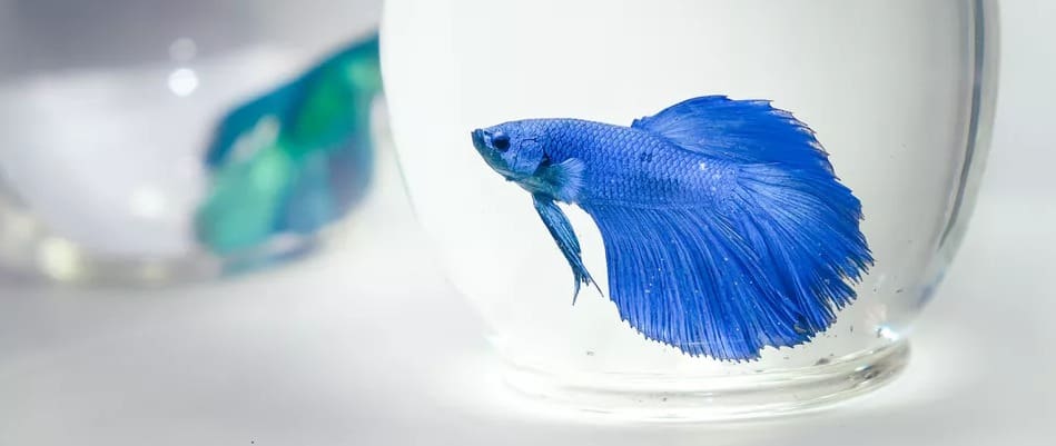 Can I Keep Betta Fish In A Bowl?