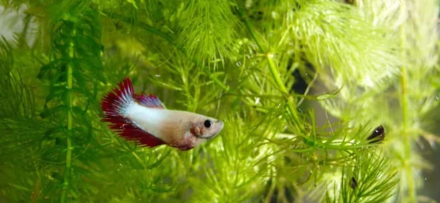 Best Plants for Betta Fish: A Detailed Guide